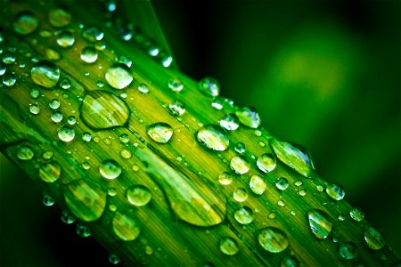 Green Leaf With Water Drops photo