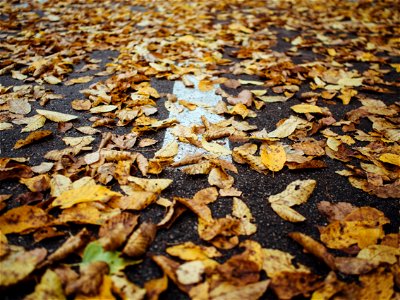 Street Leaves Fall