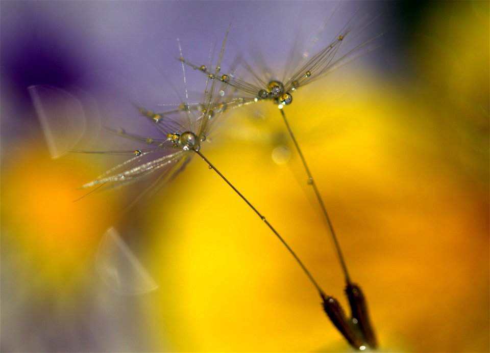 Dandelion Parachutes