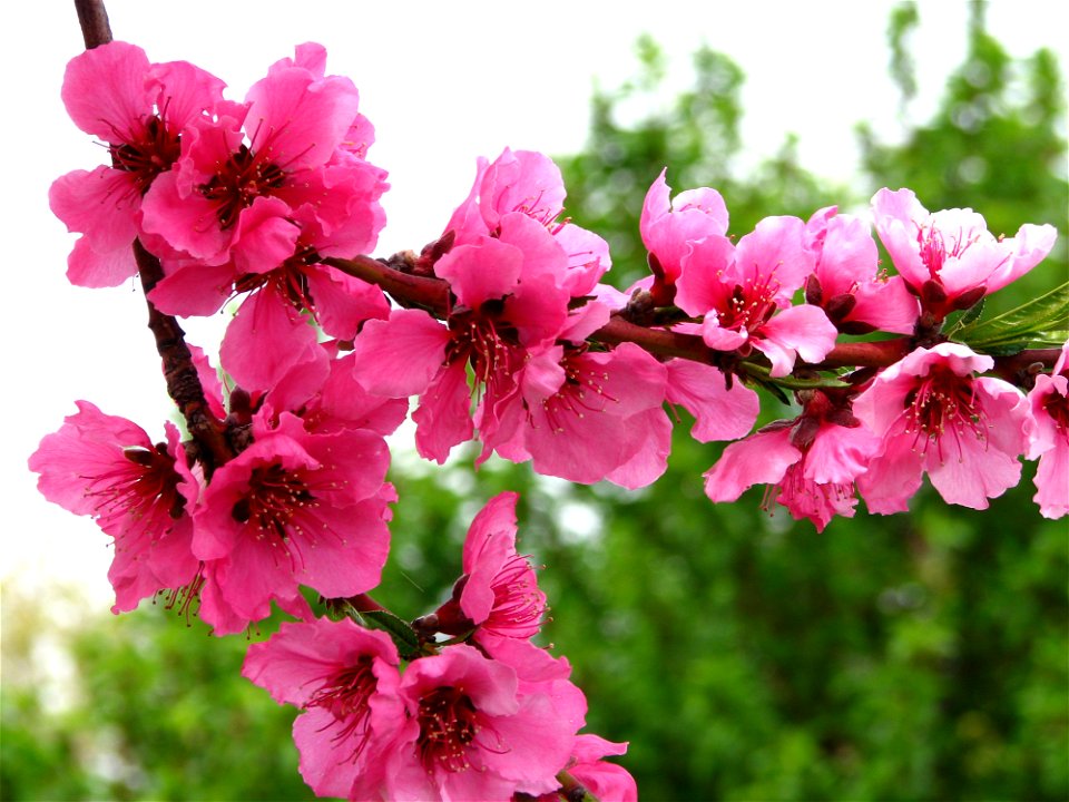 Pink Fruit Tree Blossoms 6 photo