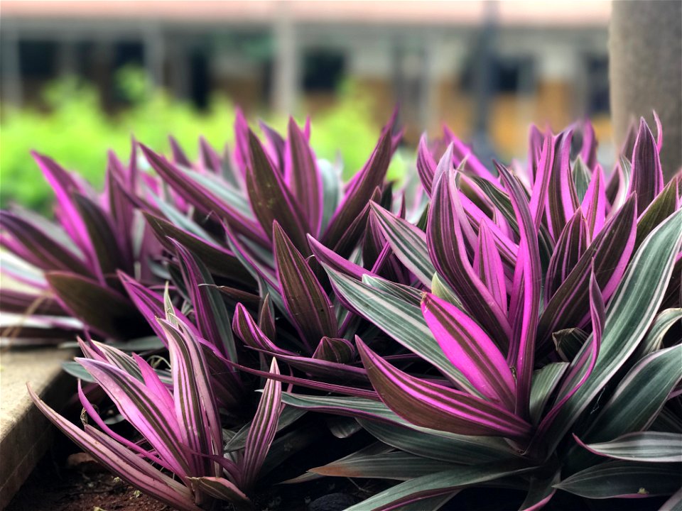 Oyster Plants In Garden