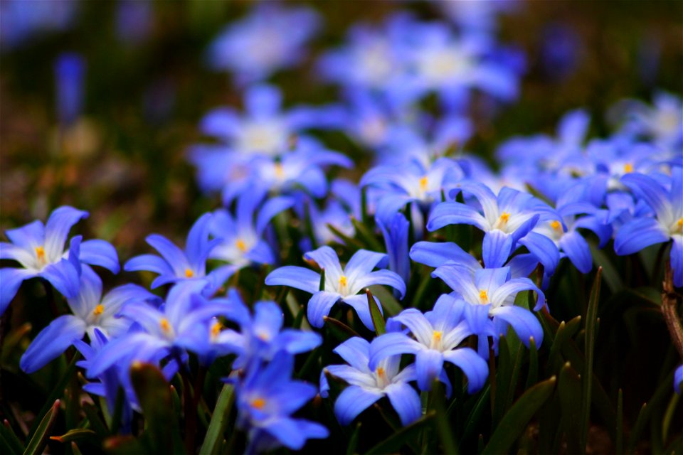 Glory Of Snow Flowers