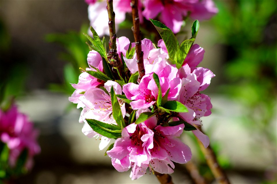 Pink Flowers photo