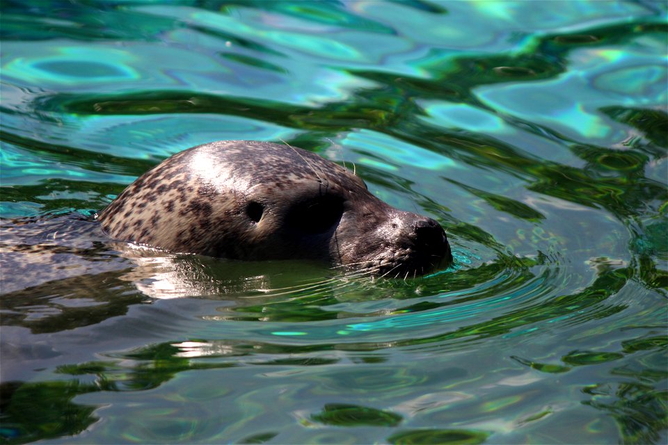 Harbor Seal Water Fauna Mammal photo