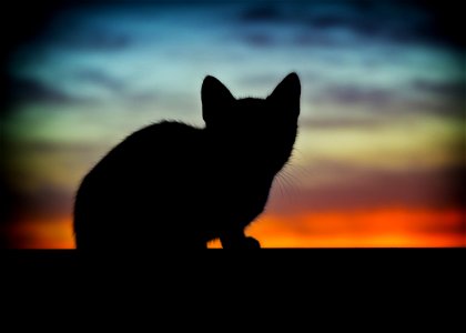 Kitten Silhouette photo