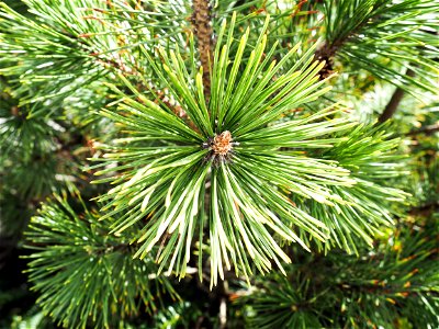 Pine Needles On Pine Trees photo