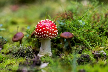 Close-up Of Fly Agaric Mushroom On Field photo