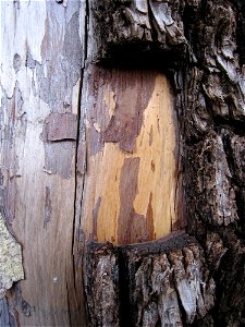 Juniper Layers photo