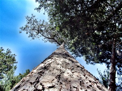 Pine In The Sky photo