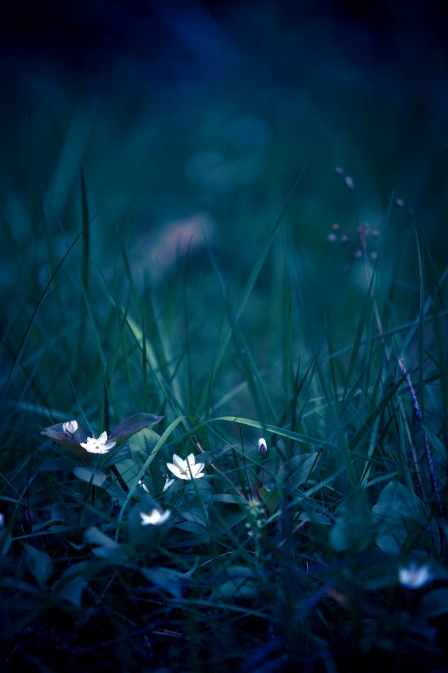 White Flowers In Field