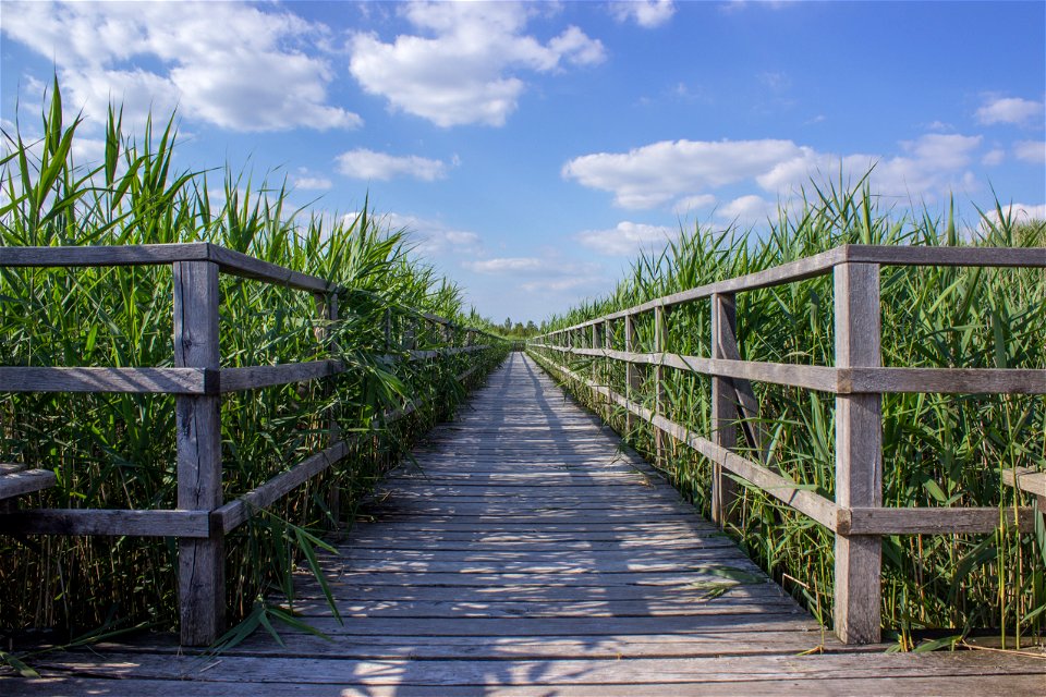 Boardwalk Through A Field Of Corn