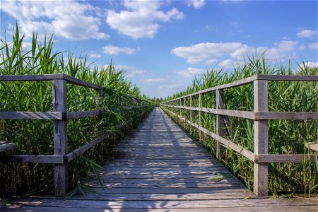 Boardwalk Through A Field Of Corn photo