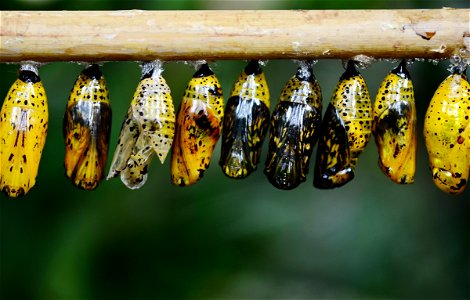 Yellow And Black Butterflies Cocoon photo
