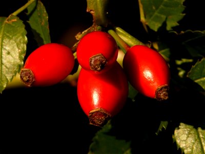 Rose Hip Fruit Natural Foods Plant
