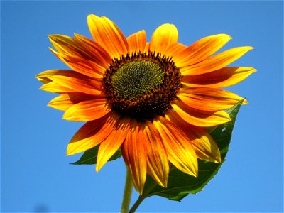 Flower Sunflower Sunflower Seed Flowering Plant photo