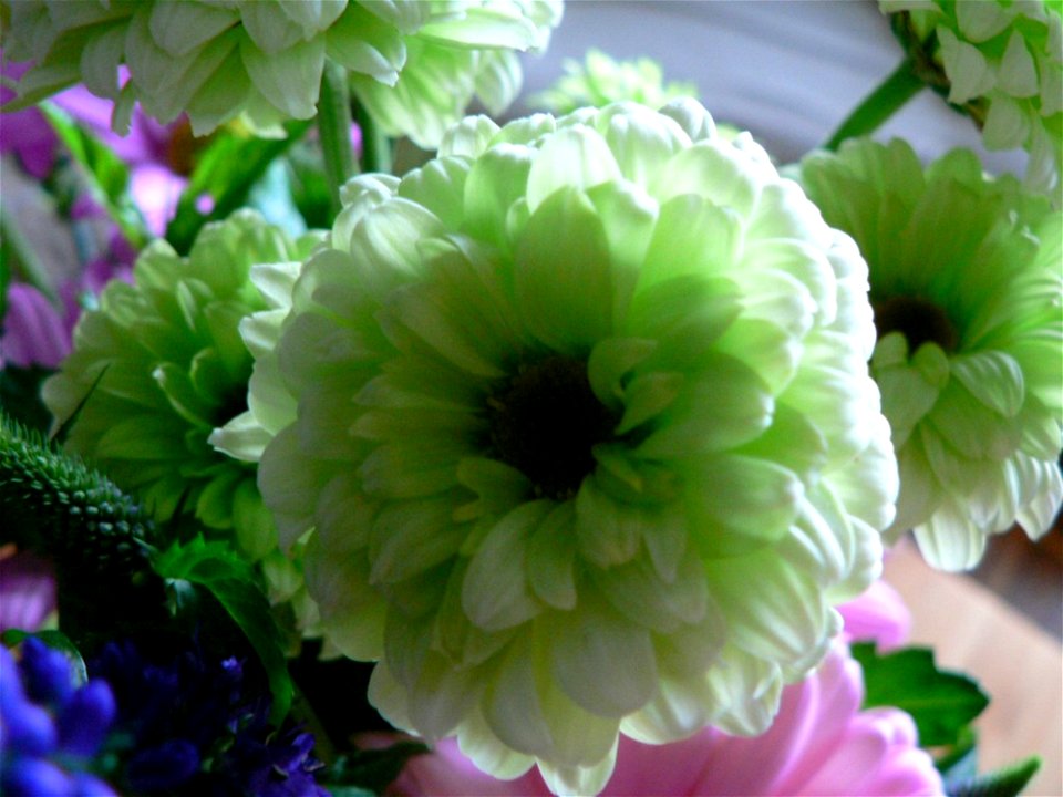 White And Green Flower