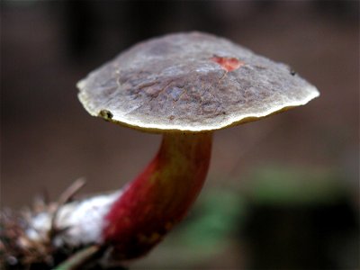Mushroom 1