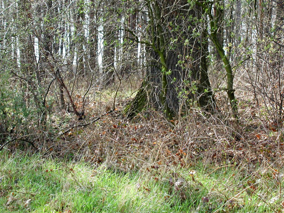 Forest 57