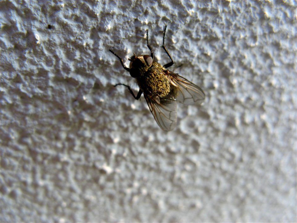 Fly On The Wall