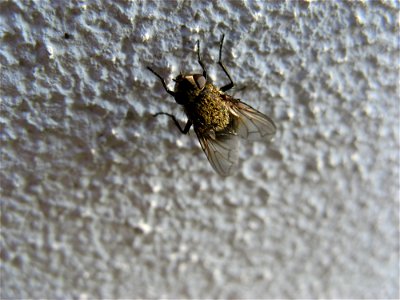 Fly On The Wall