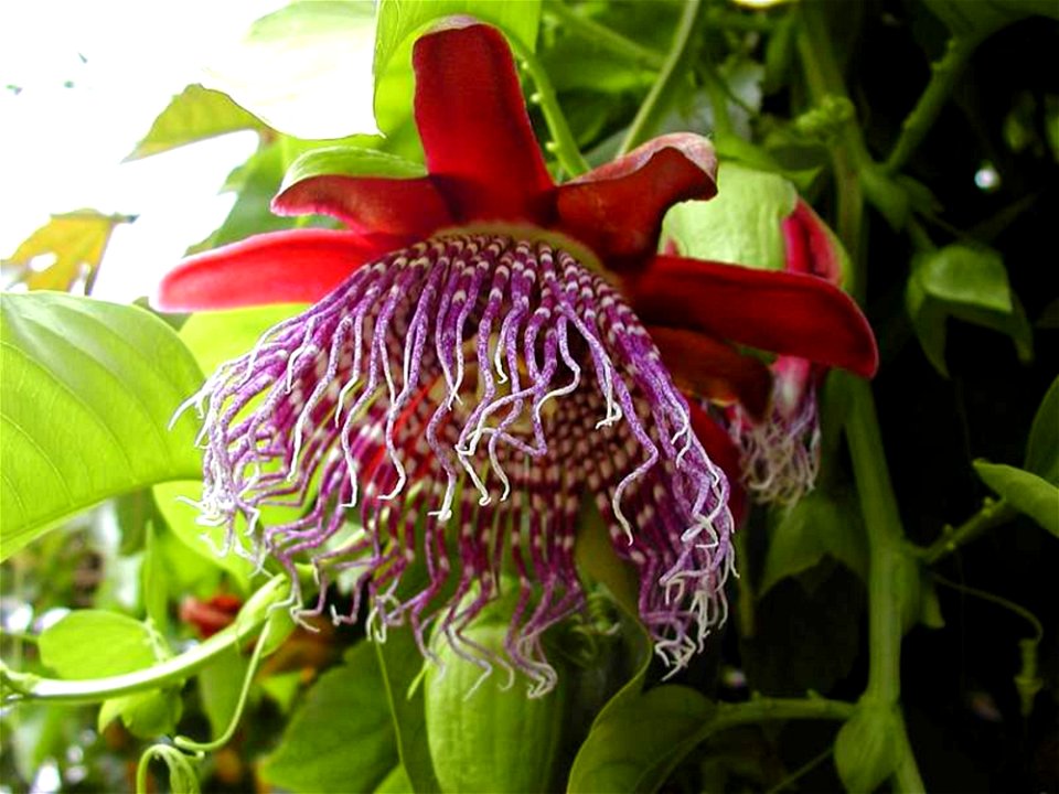 Flower 43