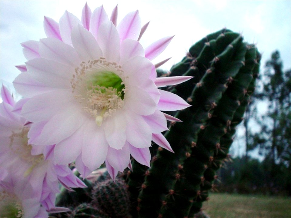 Flowering Cactus 2