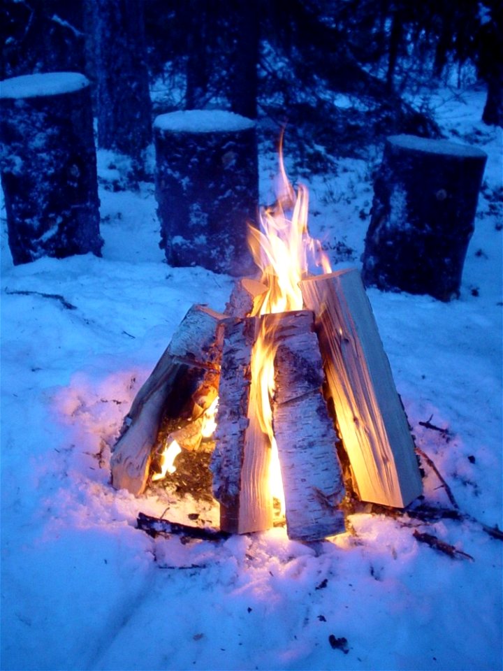 Fire In The Forest