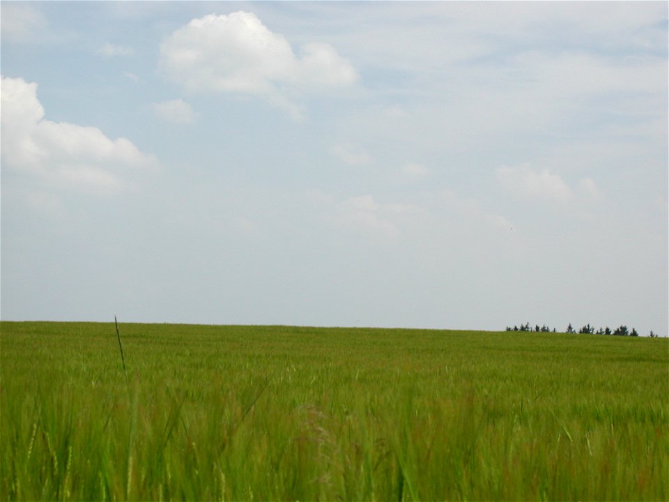 Field 49