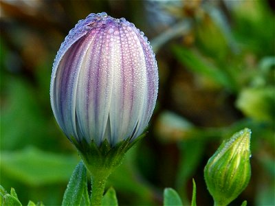 Flower Dew
