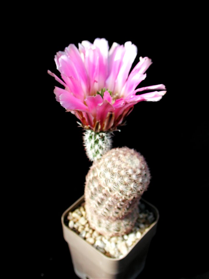 Cactus 34
