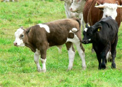 Calves On The Move