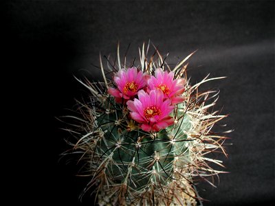 Cactus 188