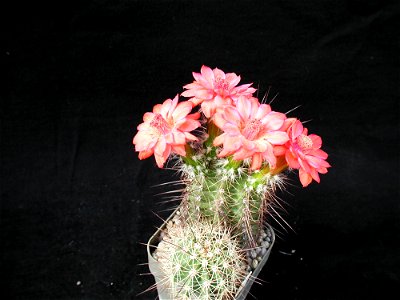 Cactus 104