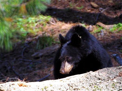 Black Bear 3 photo