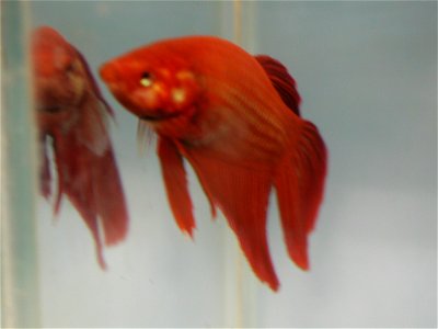 Aquarium Fish 29