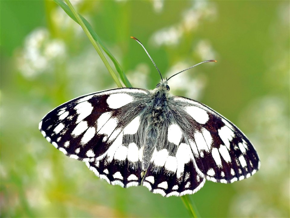 Butterfly Moths And Butterflies Insect Invertebrate