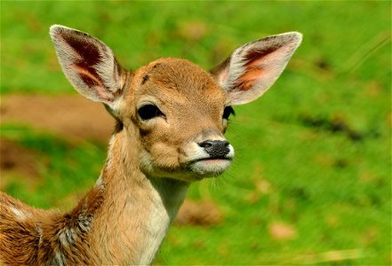 Wildlife Deer Fauna Mammal