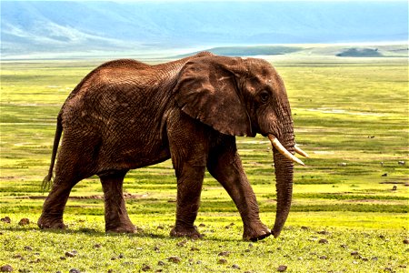 Elephant Elephants And Mammoths Terrestrial Animal Grassland