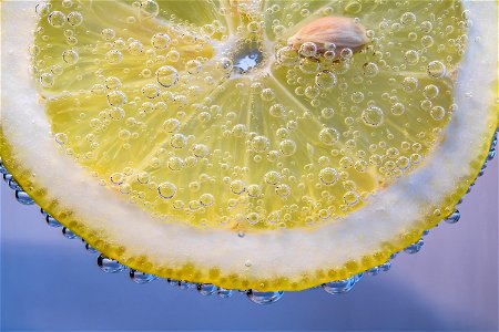 Macro Photography Water Organism Close Up photo