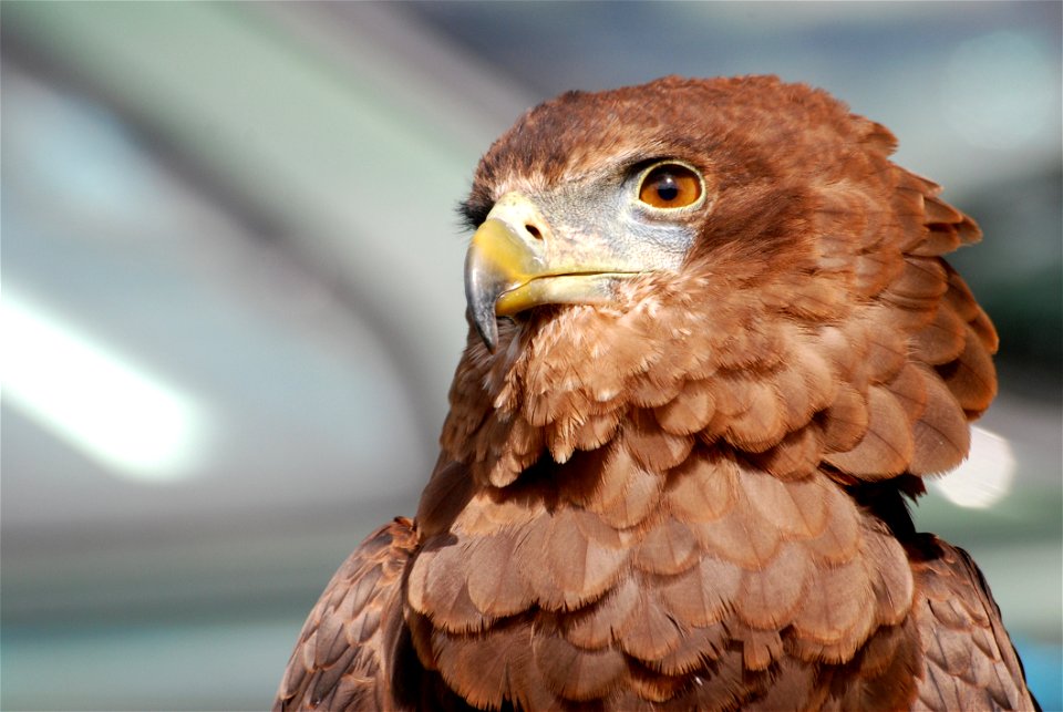 Wooden Brown Eagle Figure photo