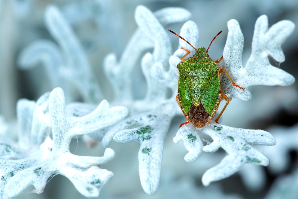 Green And Brown Bug On White Leaf