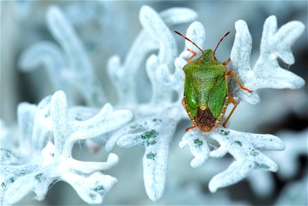 Green And Brown Bug On White Leaf photo