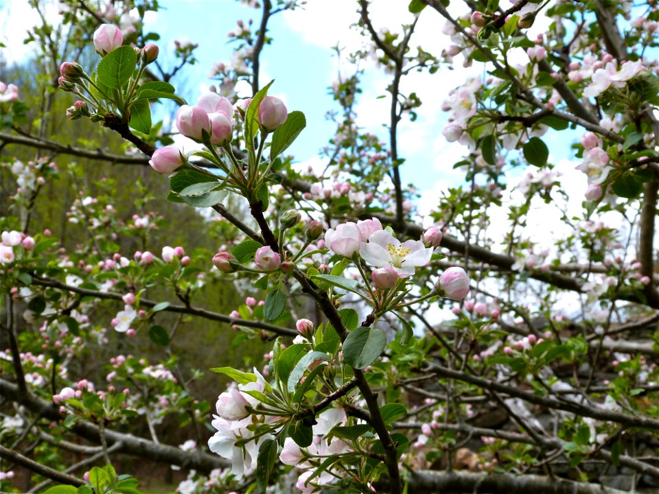 The Birth Of Blossoms