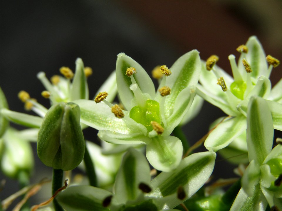 Flores Blancas Y Verdes