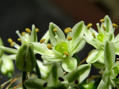 Flores Blancas Y Verdes photo