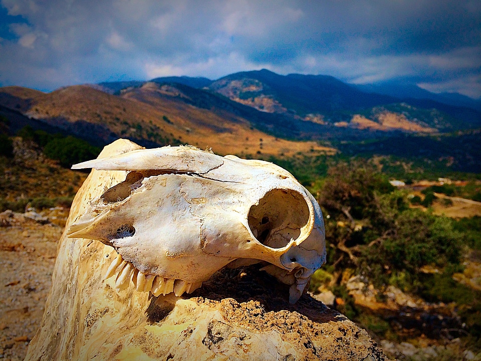 Bone skeleton nature