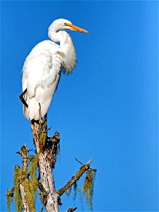 White Bird Perching On Brown Tree Trunk During Daytime photo