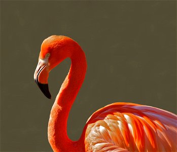Orange Bird During Day Time photo