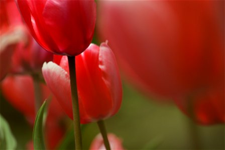 Tulips (8) photo