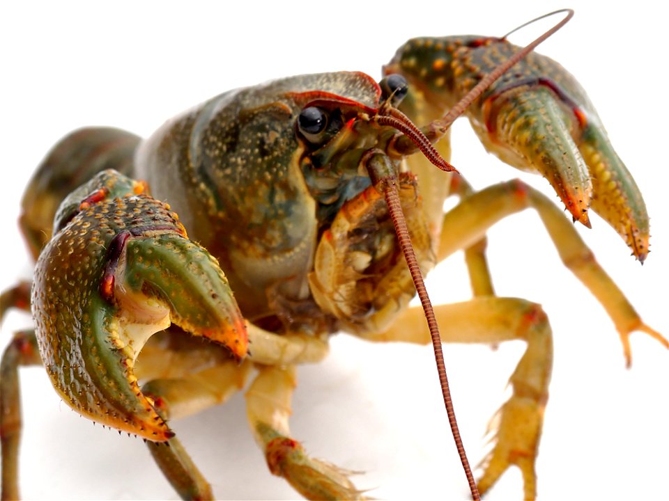 Insect Arthropod Organism Decapoda